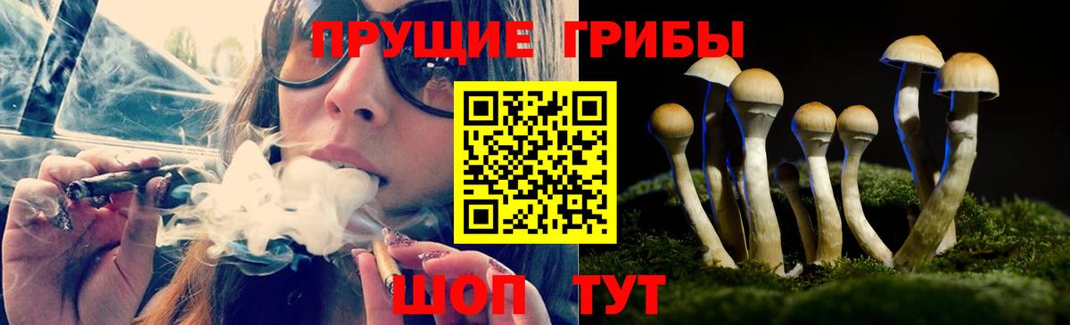 Псилоцибиновые грибы Cubensis Родники